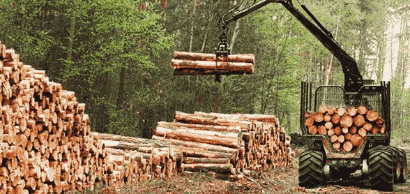 運(yùn)動(dòng)木地板原木供應(yīng)基地